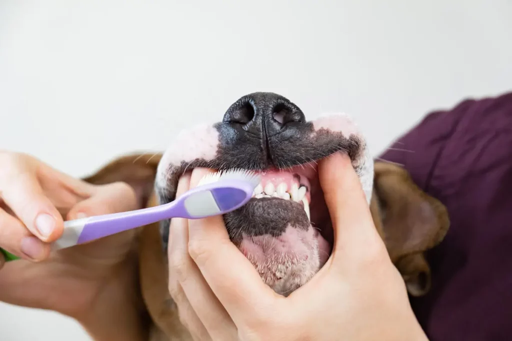 A tutora escovando os dentes de seu cachorro