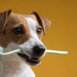 cachorro com uma escova na boca