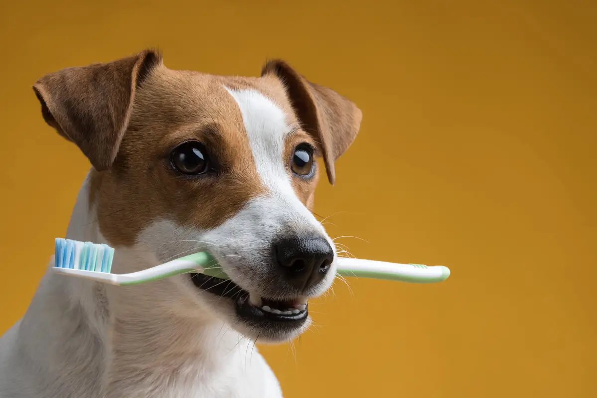 cachorro com uma escova na boca