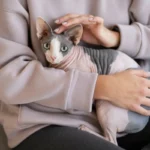 Raça de gato Sphynx