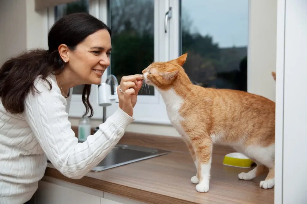 Um gato da raça SRD comendo.