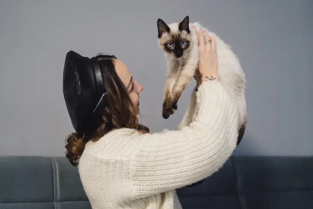Uma raça de gato Siamês com sua tutora