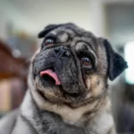 Pug tigrado com a língua para fora