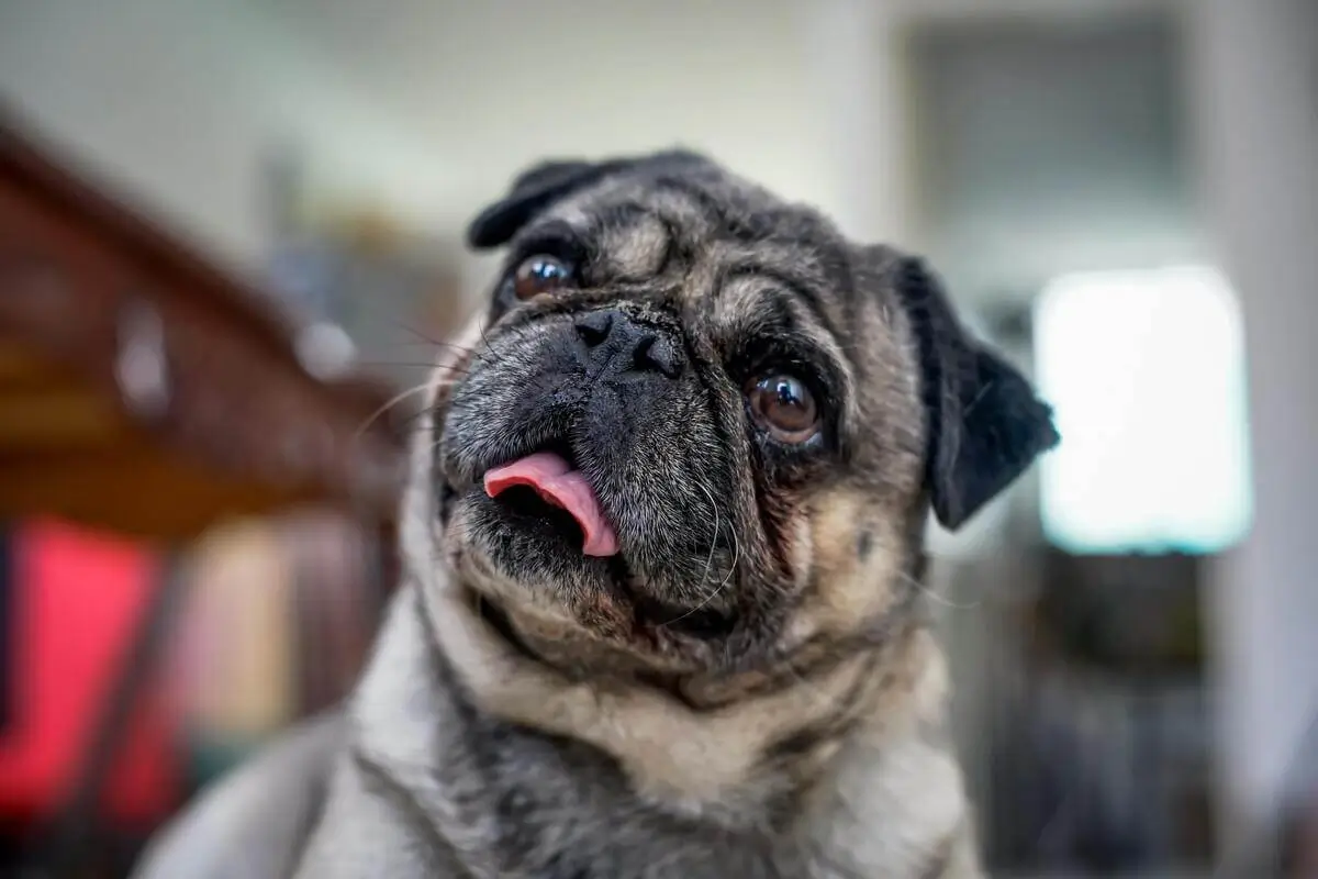 Pug tigrado com a língua para fora