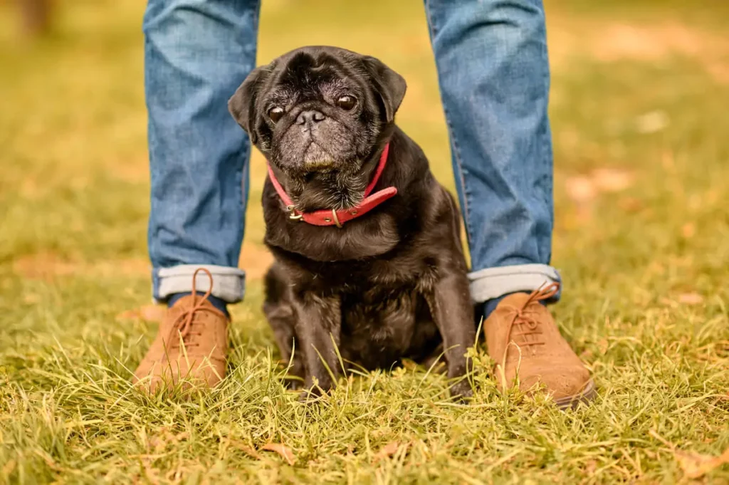 Pug entre as pernas do seu tutor
