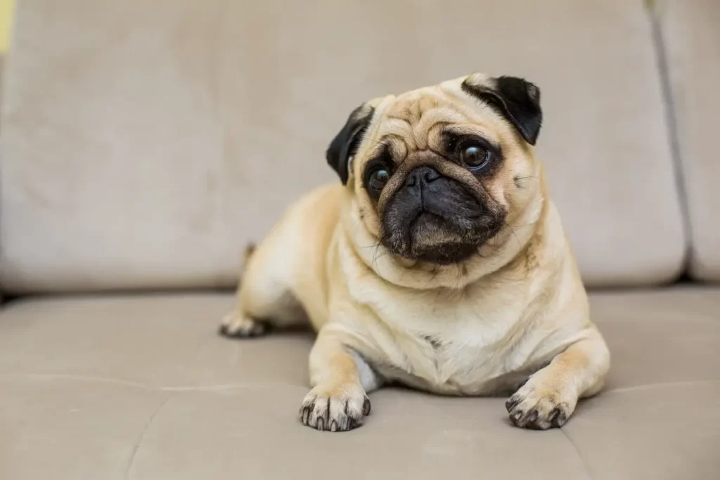Pug descansando depois de comer