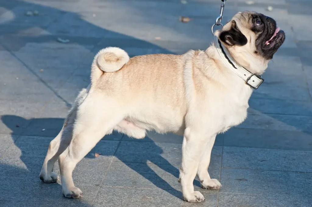 Pug na coleira