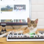 video para gatos com um gato no controle