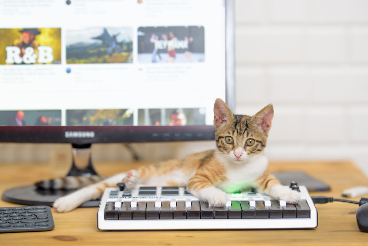 video para gatos com um gato no controle