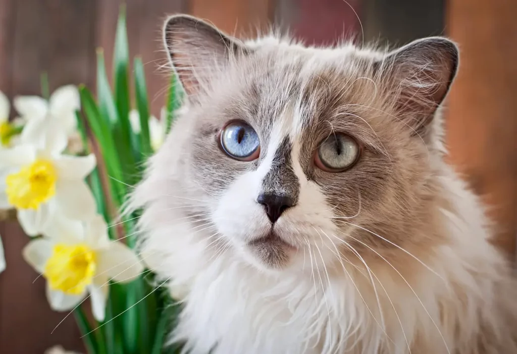 gato persa no jardim