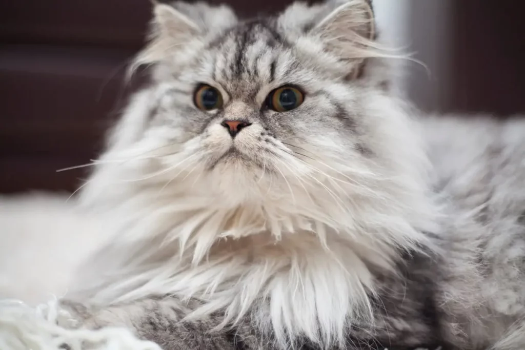 gato persa olhando para frente