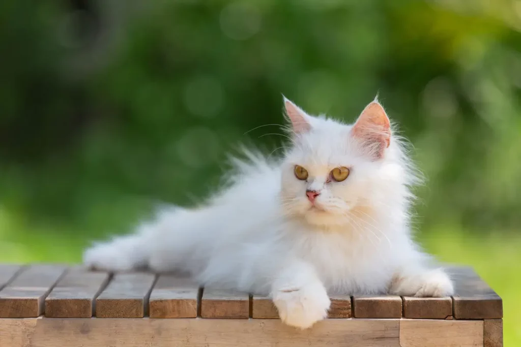 gato persa branco deitado