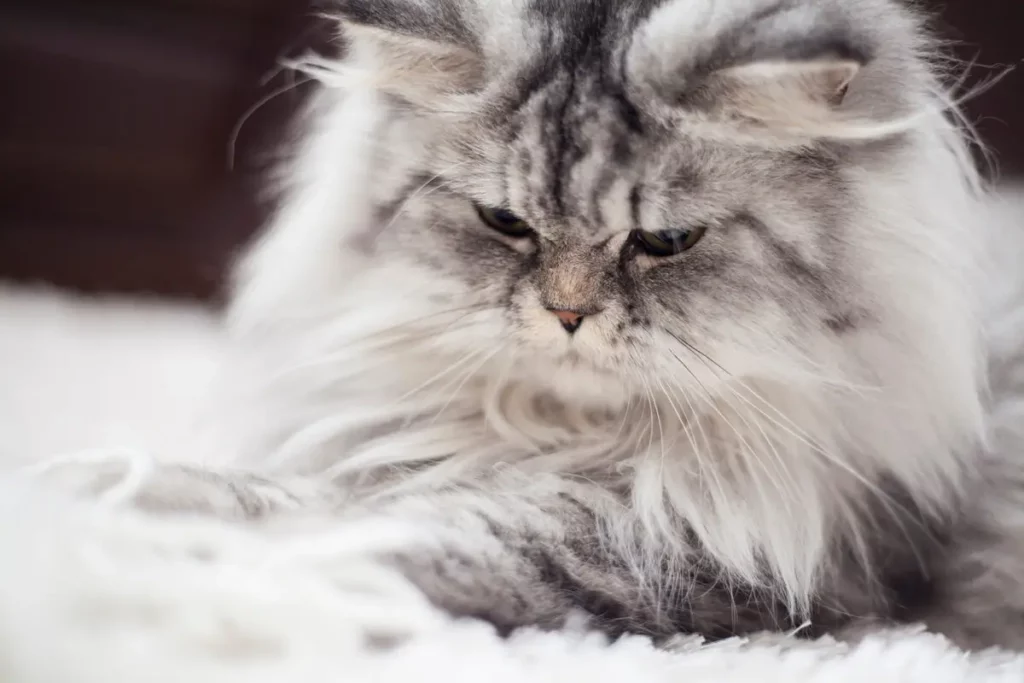Gato persa olhando para baixo