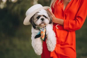 Tutora segurando seu Shih Tzu filhote