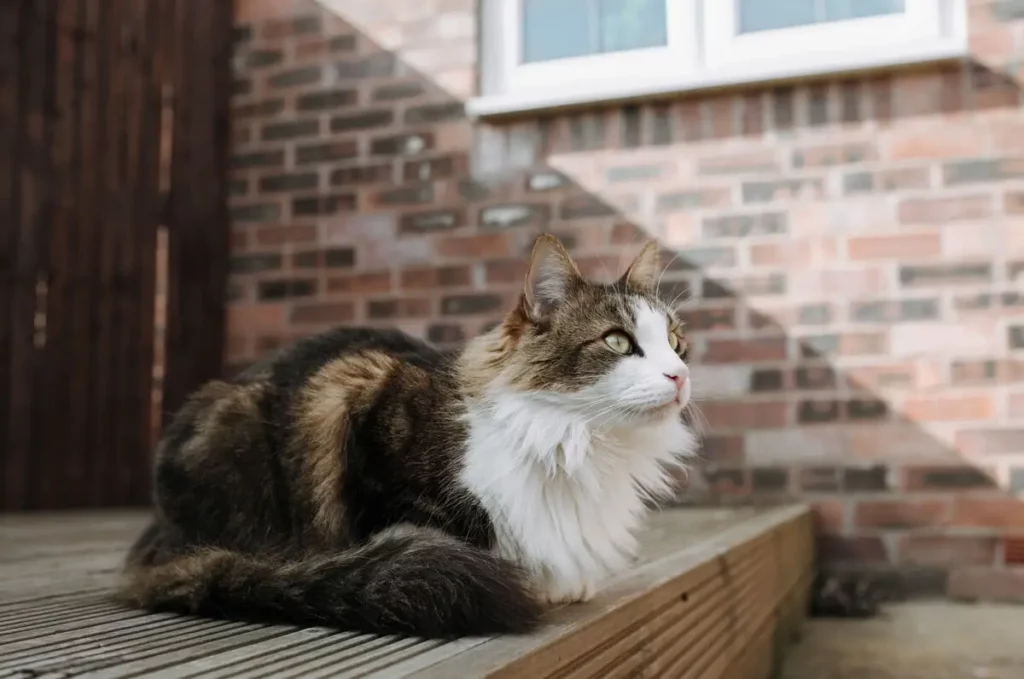 Gato Maine Coon observando