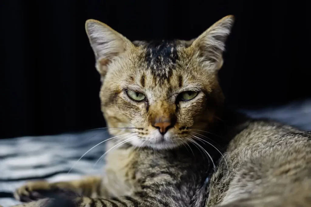 Gato Maine Coon descansando