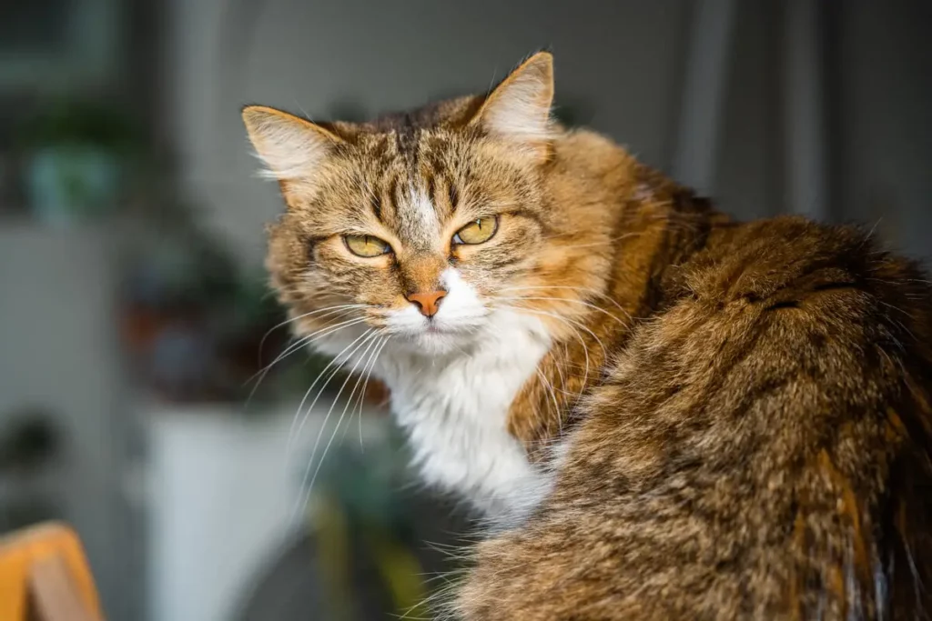Gato Maine Coon olhando