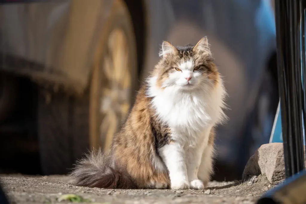 Gato Maine Coon mal humorado
