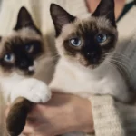 Gatos filhotes da raça siames