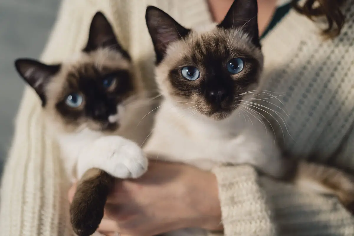Gatos filhotes da raça siames
