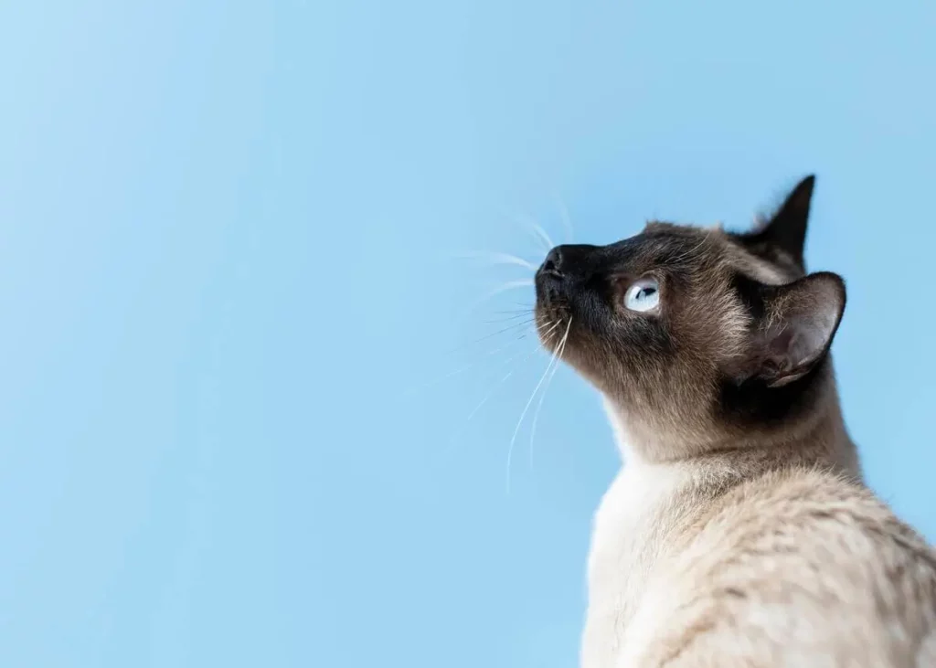 Gato siames olhando sua dona.