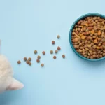 gato comendo sua ração