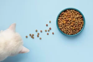 gato comendo sua ração