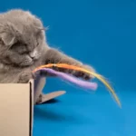 um gato com seu brinquedo