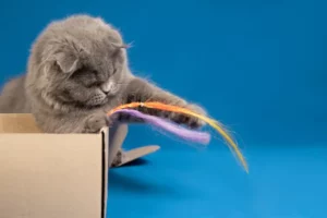 um gato com seu brinquedo