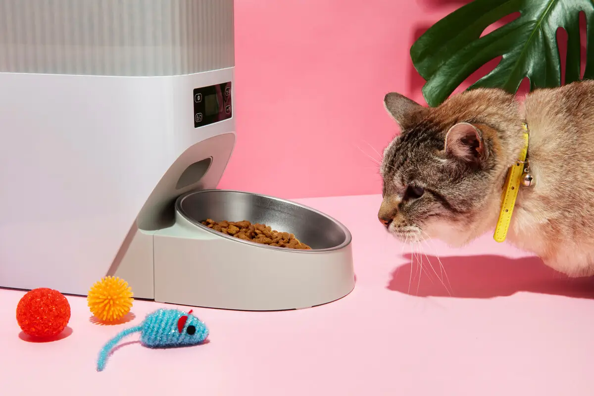 gato e os seus produtos