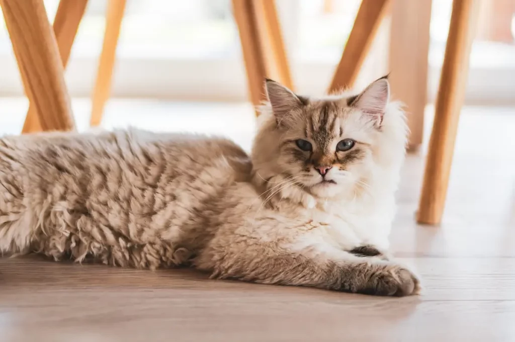 Raça de gato Maine Coon