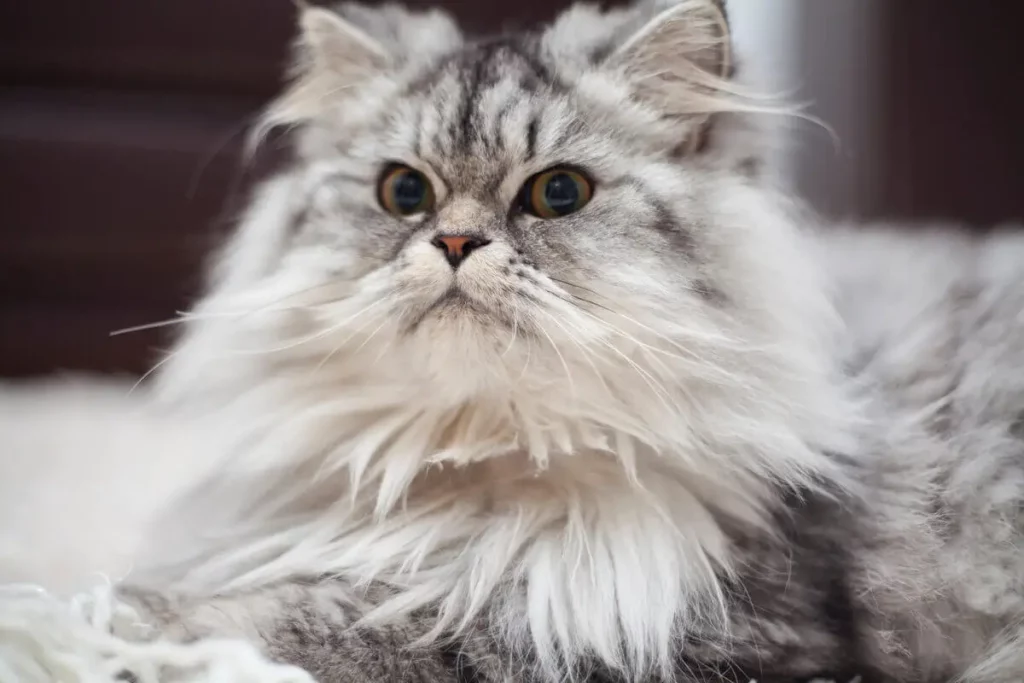 Raça de gato Persa