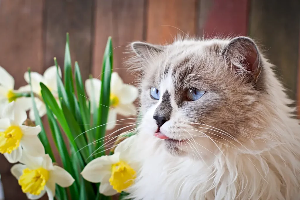 Raça de gato Ragdoll