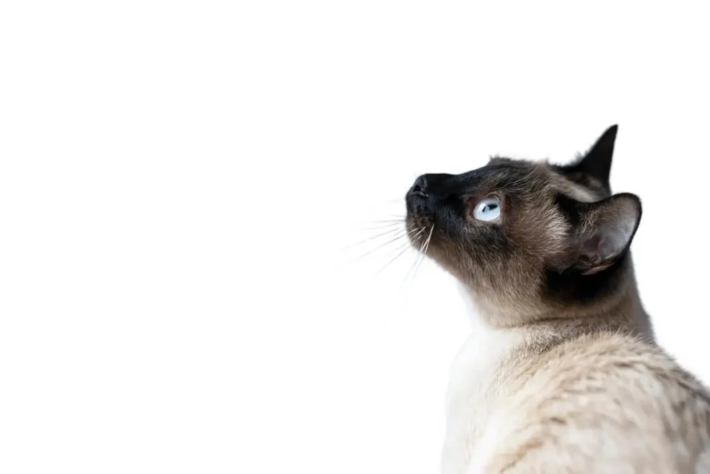 Raça de gato Siames