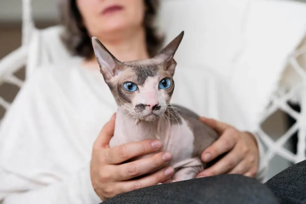 Raça de gato Sphynx