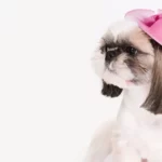 shih tzu tosado e com coque
