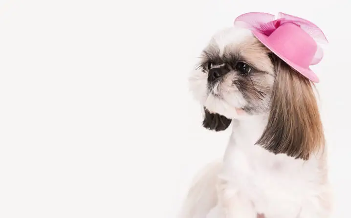 shih tzu tosado e com coque