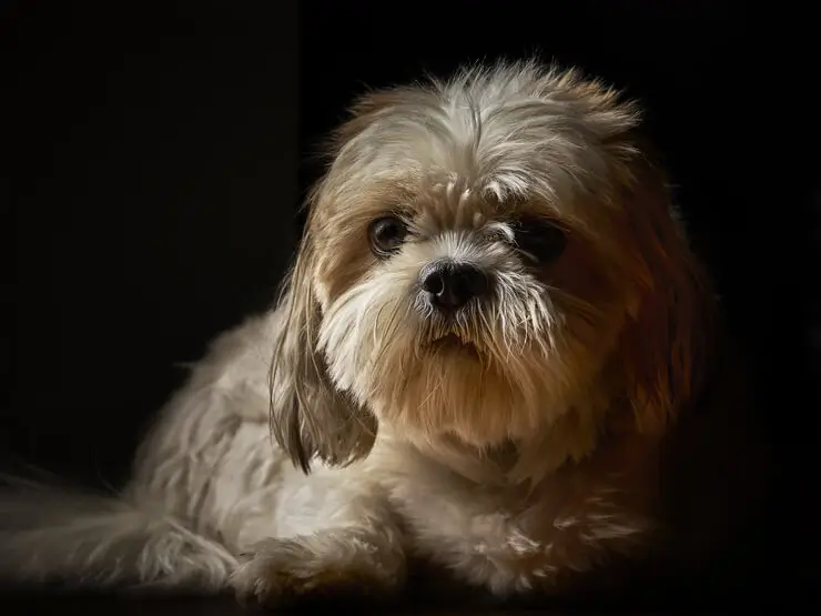 Shih tzu com tipo de tosa comum